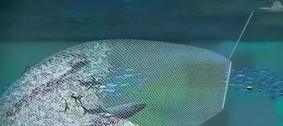 yid, 鱼儿挤在一